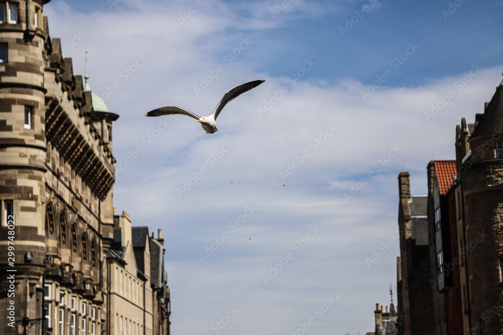 Vuelo de una gaviota entre los edificios de Edimburgo, Escocia. Vuelo de una gaviota entre los edificios de Edimburgo, Escocia.