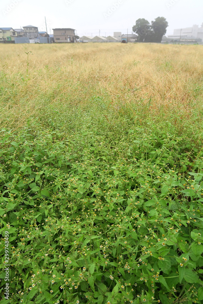 Obraz premium 朝靄の秋の野原風景