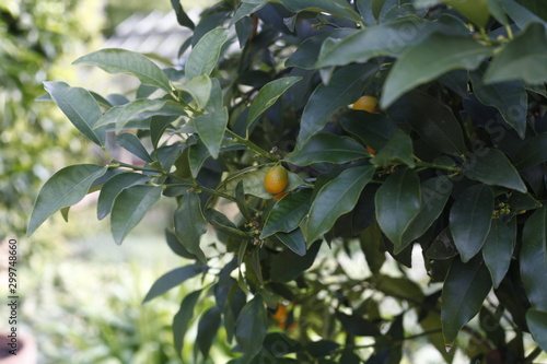 Kumquat - Fortunella margarita - rutaceae