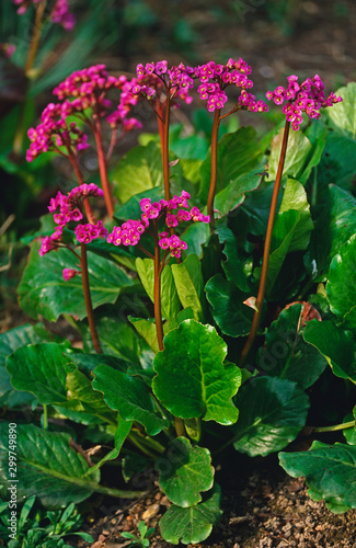 Close up of a flowering Bergenia 'Morgenrote' in a flower border