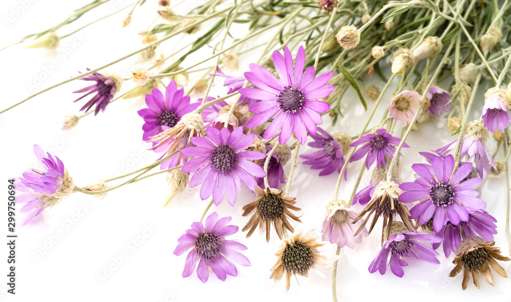 Obraz premium Helichrysum flowers pink purple field on a light background.