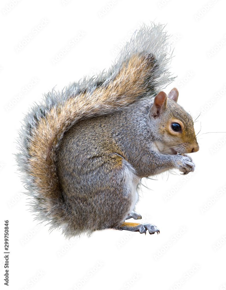 Obraz premium Grey squirrel, Sciurus carolinensis on a white background