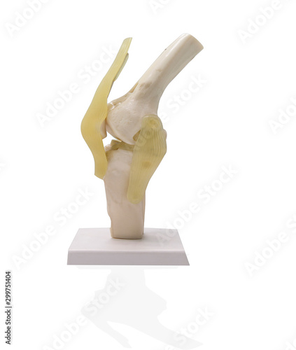 Artificial human knee joint model photo