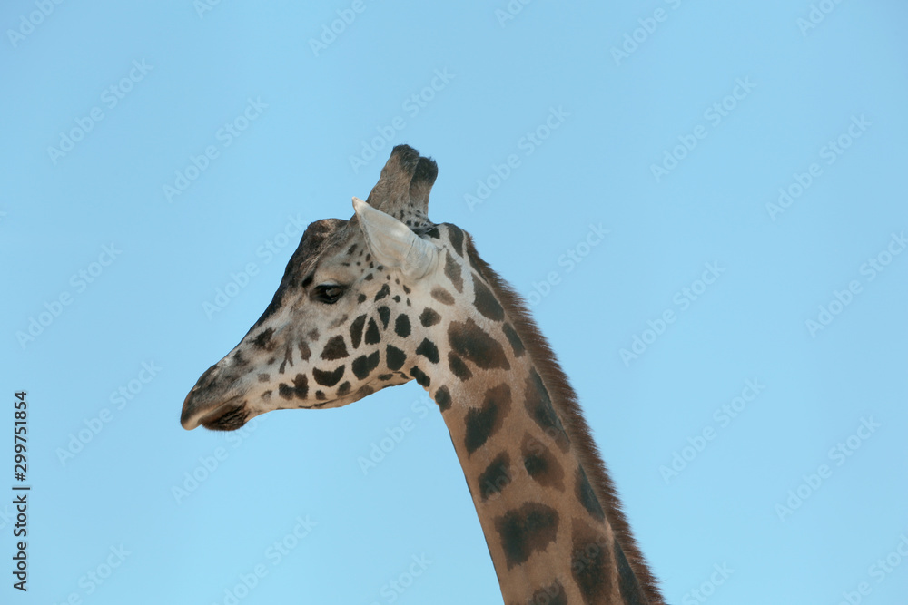 Closeup view of Rothschild giraffe against blue sky Closeup view of Rothschild giraffe against blue sky