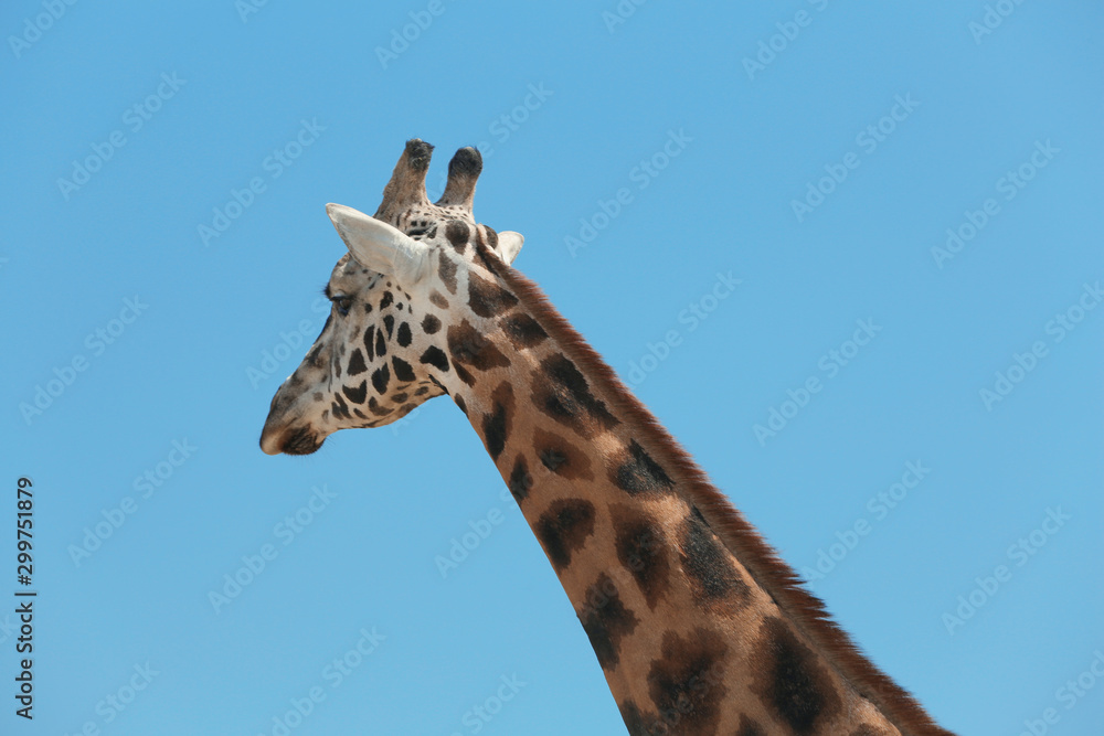 Closeup view of Rothschild giraffe against blue sky Closeup view of Rothschild giraffe against blue sky