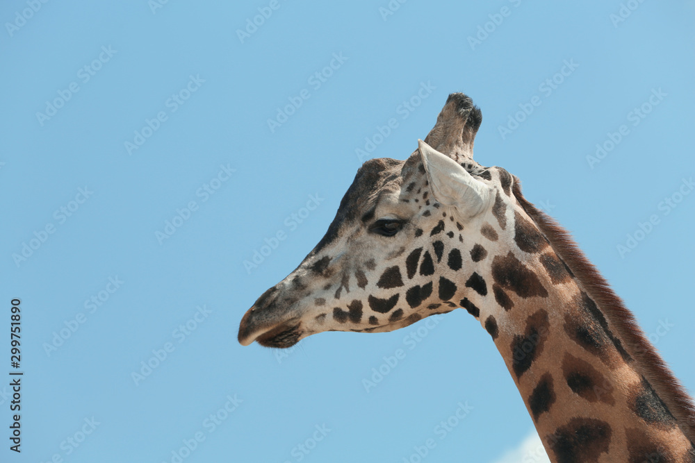 Closeup view of Rothschild giraffe against blue sky Closeup view of Rothschild giraffe against blue sky