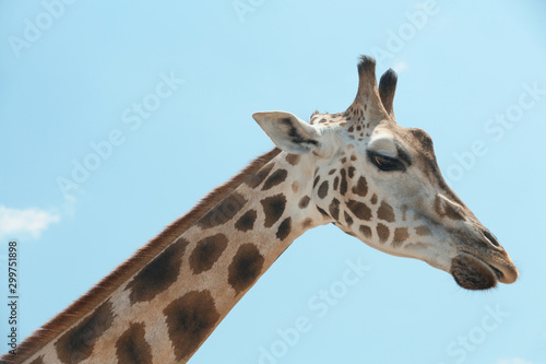 Closeup view of Rothschild giraffe against blue sky © New Africa