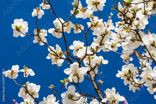 Fotografie, Obraz White magnolia flower on tree against blue sky