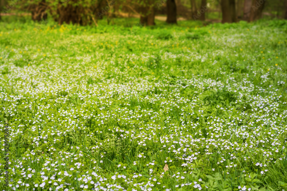 Soft focus carpet of Nemophila (baby blue eyes) flowers. Spring background. Copy space