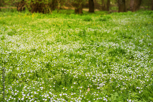 Soft focus carpet of Nemophila (baby blue eyes) flowers. Spring background. Copy space