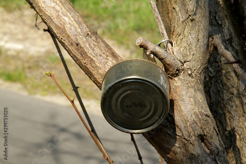 Der Baum und die Blechdose