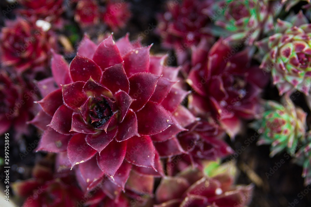 Arrangement of succulents Arrangement of succulents