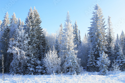 Beautiful wintry snowy forest. Background. Scenery.