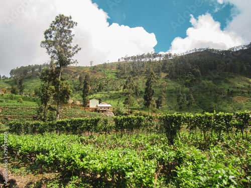 Green natural habitat at Castlereigh reservoir, surrounded by tea plantations in Sri Lanka photo