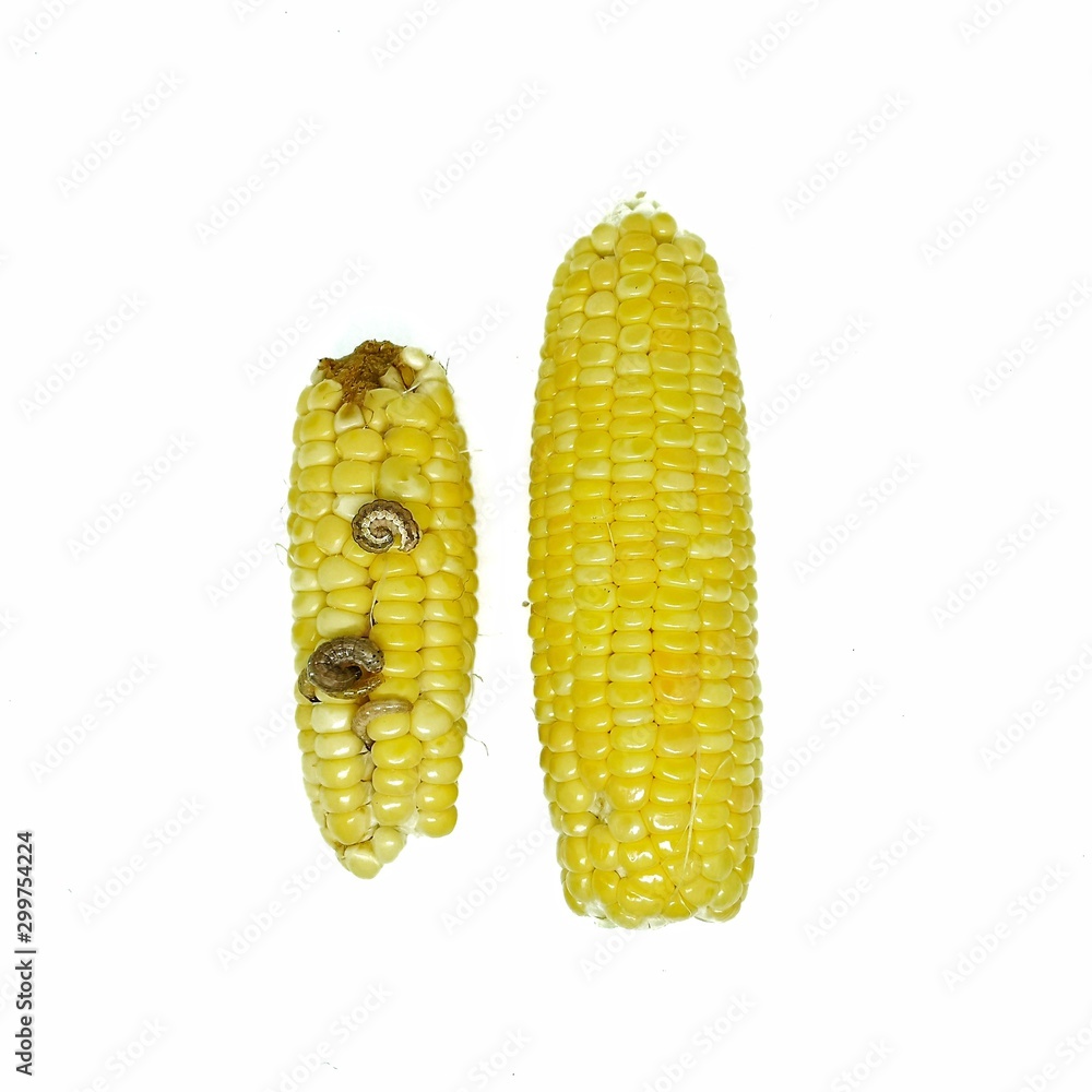 Corn Earworm and Fall armyworm, damage by biotic stress. Stock Photo