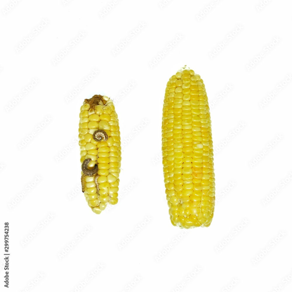 Corn Earworm and Fall armyworm, damage by biotic stress. Stock Photo