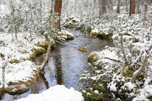 Stream in the forest photo