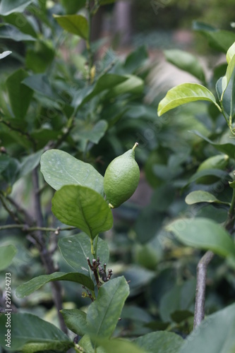 Zitrone, citrone limon - rutaceae