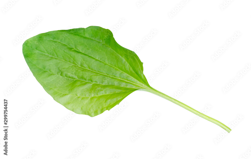 Green leaf of plantain isolated on white background Green leaf of plantain isolated on white background