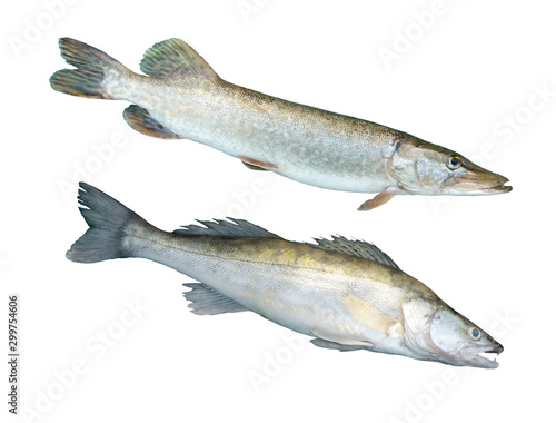 pike with perch and pikeperch on a white background