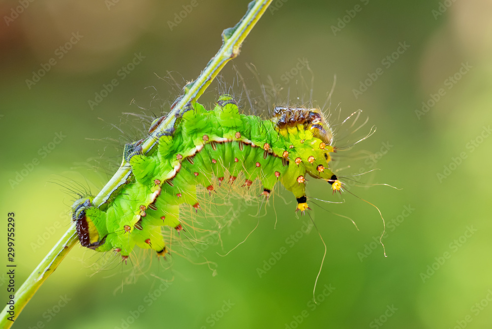 Chinese moon moth - Actias ningpoana, beatiful yellow green moth from Asian forests, China. Chinese moon moth - Actias ningpoana, beatiful yellow green moth from Asian forests, China.