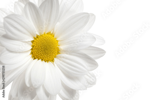Beautiful chrysanthemum flower on white background