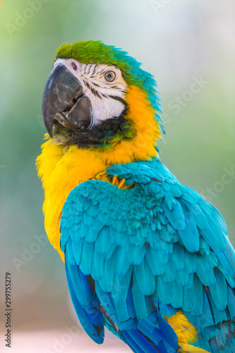 Blue and Gold Macaw