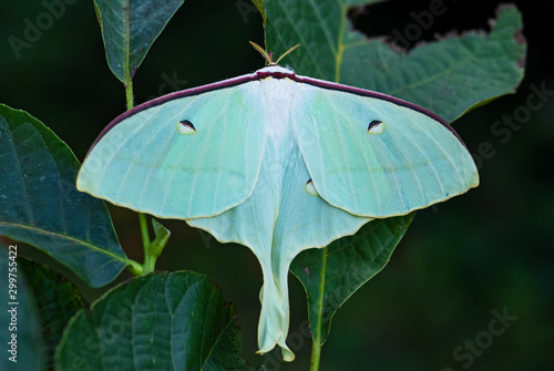 Photography Chinese moon moth - Actias ningpoana, beatiful yellow green moth from Asian forests, China