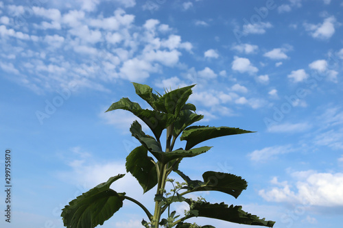 green sunflower in the sky