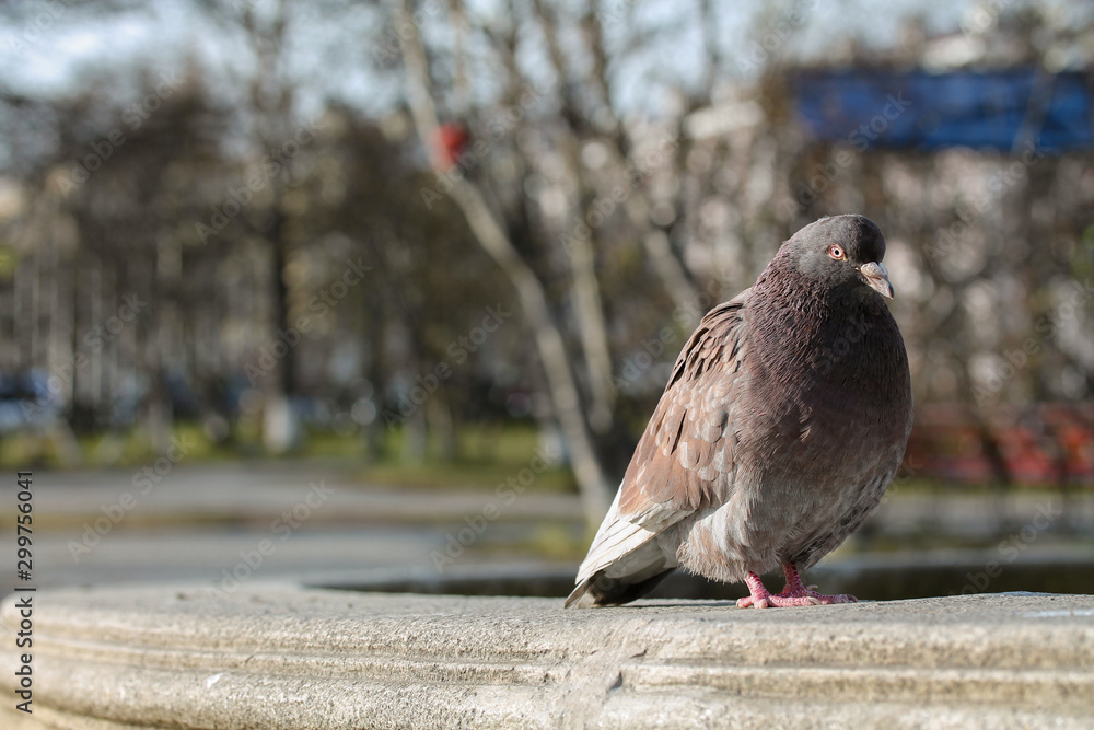 Obraz premium Pigeon ruffled up in the city park. Portrait of animal bird looking at the camera. Copy space for text. Blurred background