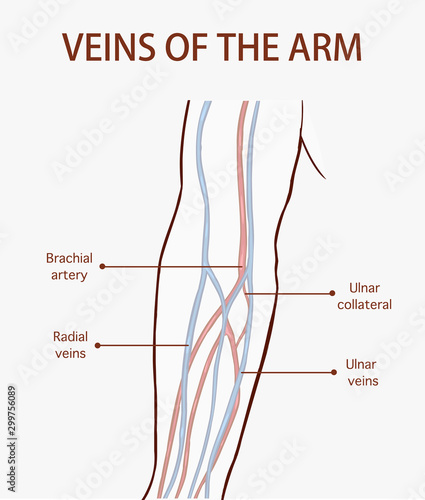  Vector illustration of a veins of the arm