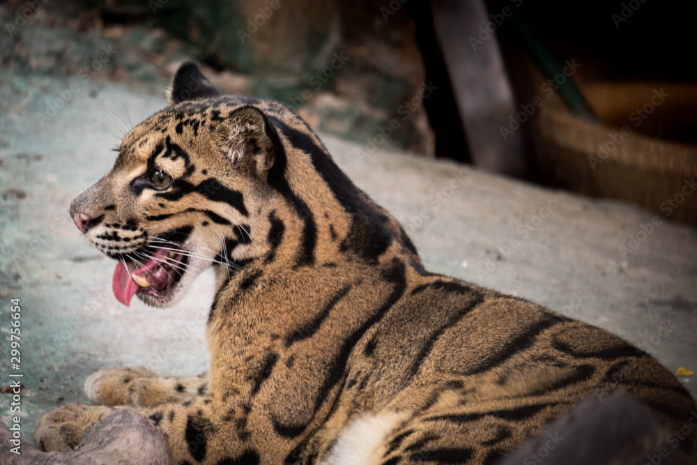 Naklejka premium Clouded leopard