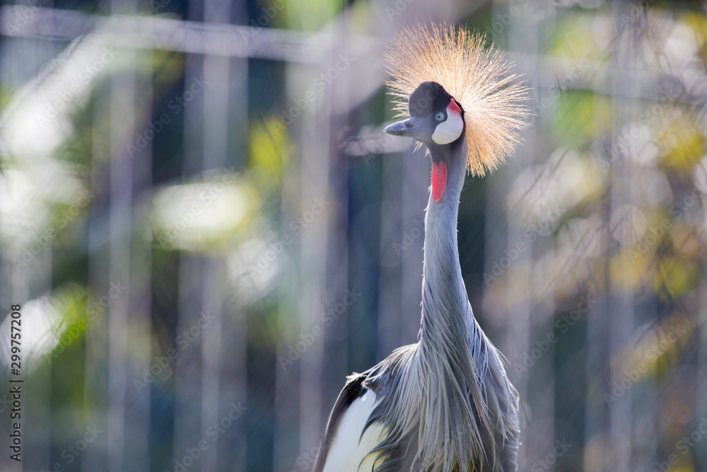 Fototapeta premium Grey crowned African crane