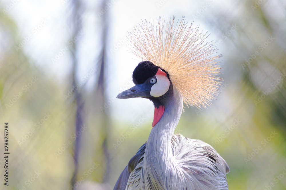 Fototapeta premium Portrait of Grey Crowned crane .