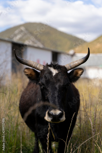 Fototapeta Naklejka Na Ścianę i Meble -  Beautiful Tibetan yak