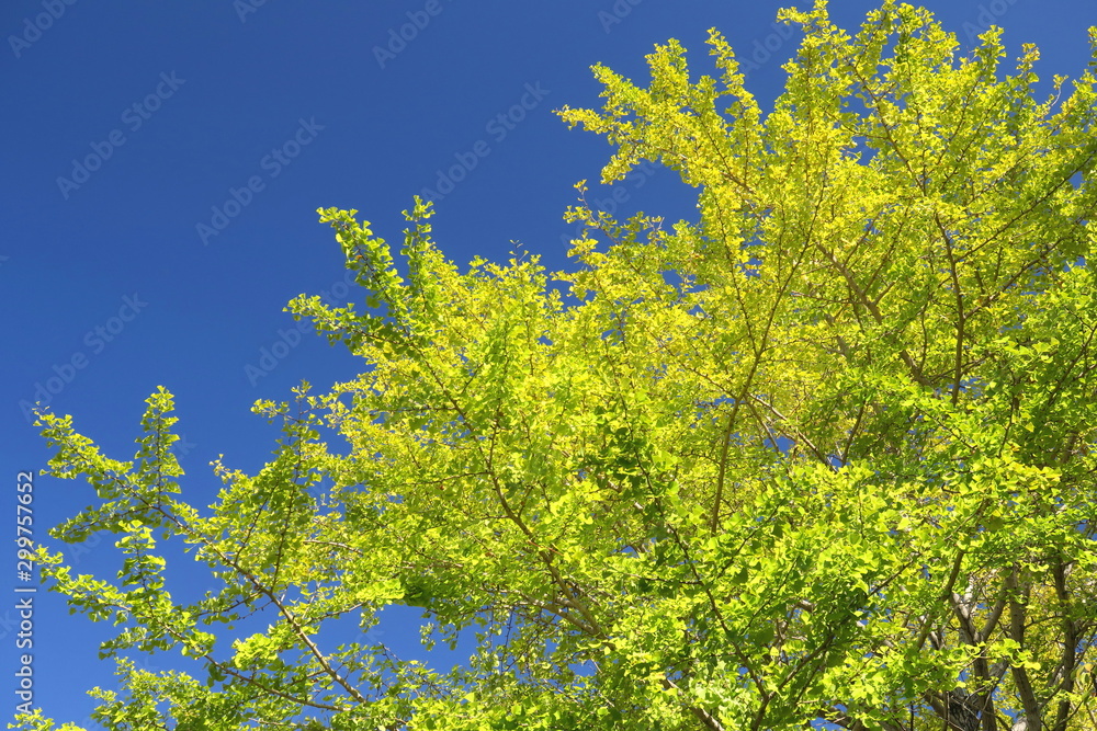黄葉の銀杏の木と青空