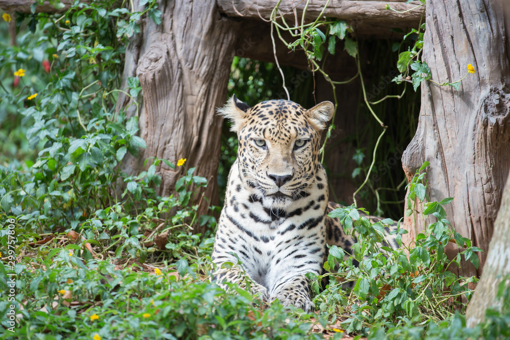 Fototapeta premium Wild leopard resting in shadow under bush