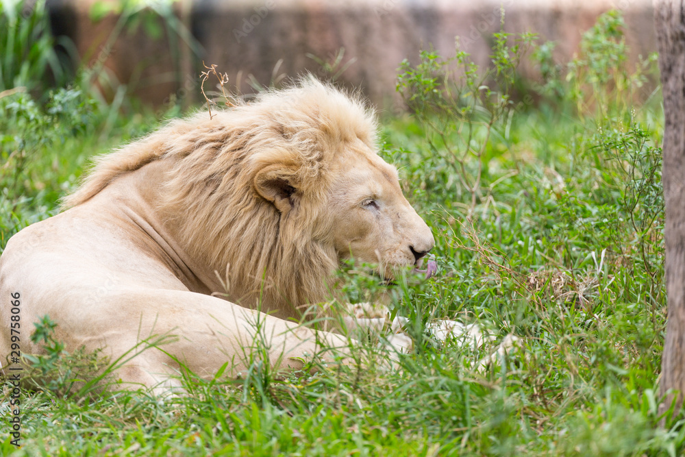 Albino lion resting in the daytime. Albino lion resting in the daytime.