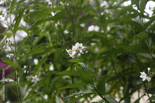 Nachtschatten - Lycianthos rantonetti - solanaceae