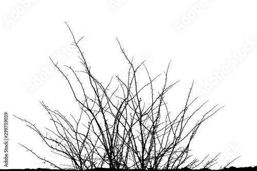 Fotografia Realistic silhouette of bush with bare branches (Vector illustration)