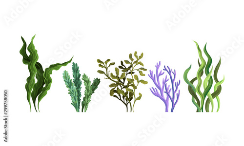 Set of green algae. Vector illustration on a white background.