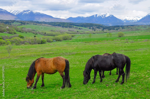 Horses on a pasture. Spring, snow on peaks. Liptov region, High Tatras mountains national park, Slovakia. The Hucul or Carpathian is a pony/small horse breed originally from the Carpathian Mountains.