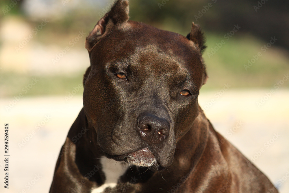 funny amstaff portrait