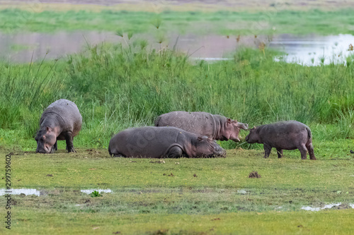 Hippopotamus  the mother and the young on the grass in Africa