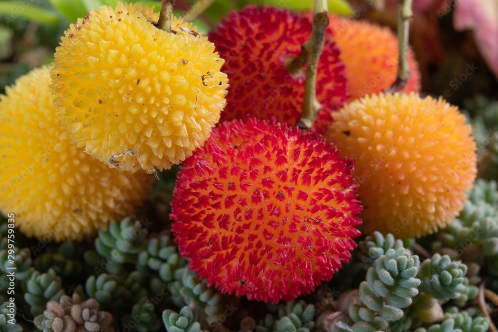 Corbezzolo - Arbutus unedo - Corbezzole Corbezzolo - Arbutus unedo - Corbezzole