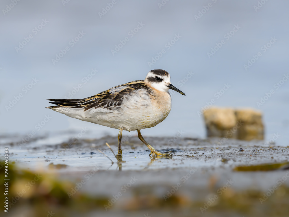 Red-necked Phalarope Foraging on the Pond in Summer Red-necked Phalarope Foraging on the Pond in Summer