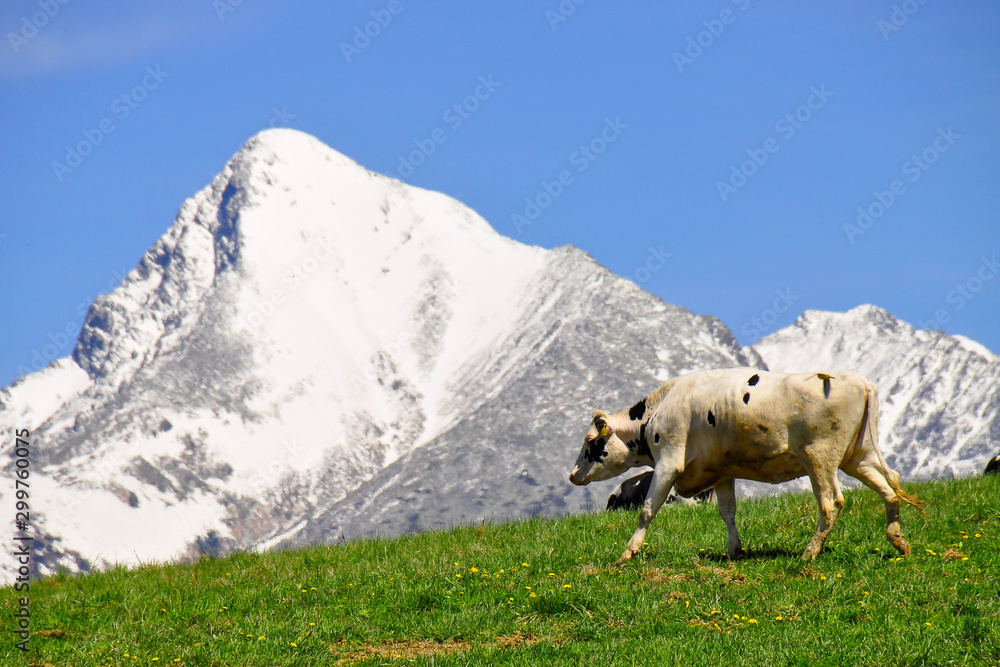 Cattle on a mountain pasture. Colorful morning view in spring season with snow on peaks. Liptov region, High Tatras mountains national park, Slovakia. Holstein Friesians are a breed of dairy cattle.