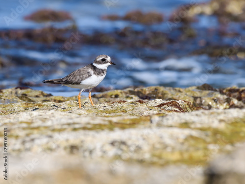 Common Ringed Plover Standing on Sea Rock