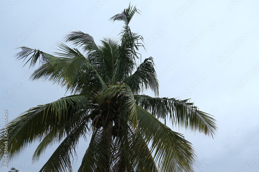 palm tree and blue sky at ayutthaya 