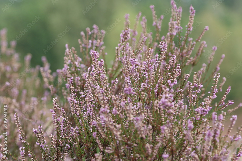 Obraz premium Fischbek Heath, Hamburg